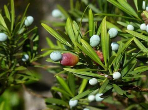 羅漢松開花結果|【羅漢松開花結果】羅漢松會開花結果嗎？解謎植物世界的奇異現。